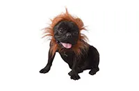 COSTUME-PET-LION-25781