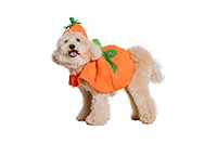 COSTUME-PET-PUMPKIN-25782